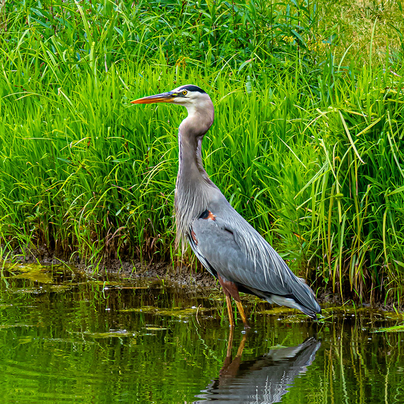Gahanna Park Crane in Water